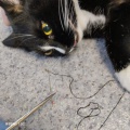 В Нижнеудинской ветклинике помогли коту, проглотившему швейную иглу
